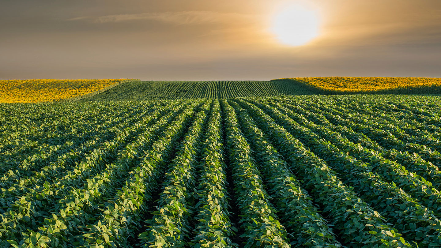 South America Grain and Protein Brands